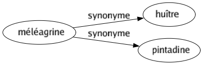 Synonyme de Méléagrine : Huître Pintadine 