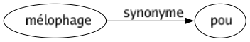 Synonyme de Mélophage : Pou 