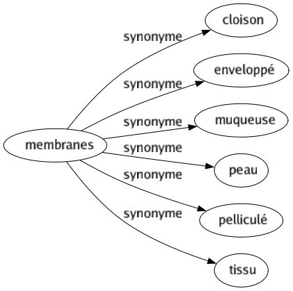 Synonyme de Membranes : Cloison Enveloppé Muqueuse Peau Pelliculé Tissu 