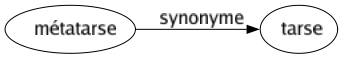 Synonyme de Métatarse : Tarse 