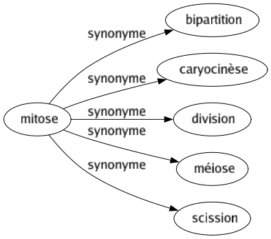 Synonyme de Mitose : Bipartition Caryocinèse Division Méiose Scission 
