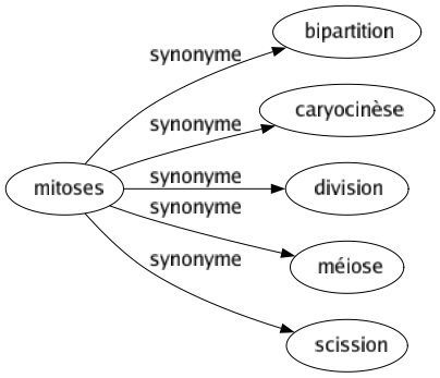 Synonyme de Mitoses : Bipartition Caryocinèse Division Méiose Scission 