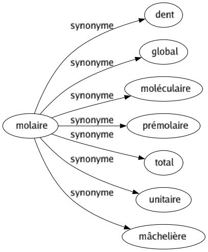 Synonyme de Molaire : Dent Global Moléculaire Prémolaire Total Unitaire Mâchelière 