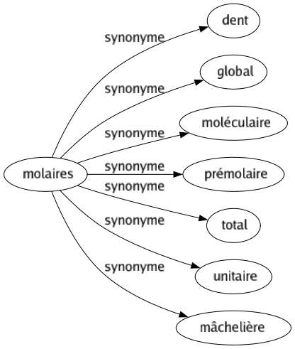 Synonyme de Molaires : Dent Global Moléculaire Prémolaire Total Unitaire Mâchelière 