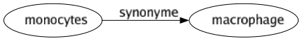 Synonyme de Monocytes : Macrophage 