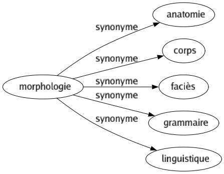 Synonyme de Morphologie : Anatomie Corps Faciès Grammaire Linguistique 