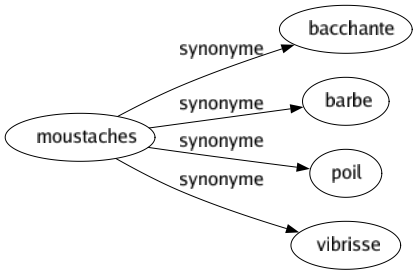 Synonyme de Moustaches : Bacchante Barbe Poil Vibrisse 