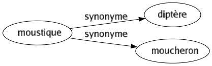 Synonyme de Moustique : Diptère Moucheron 