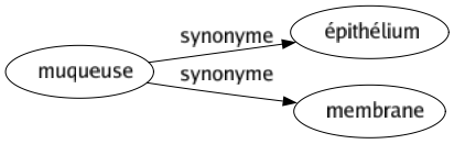 Synonyme de Muqueuse : Épithélium Membrane 