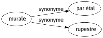 Synonyme de Murale : Pariétal Rupestre 