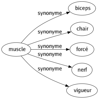Synonyme de Muscle : Biceps Chair Forcé Nerf Vigueur 