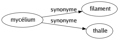 Synonyme de Mycélium : Filament Thalle 