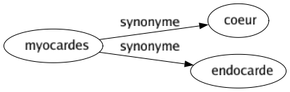 Synonyme de Myocardes : Coeur Endocarde 