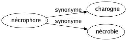 Synonyme de Nécrophore : Charogne Nécrobie 