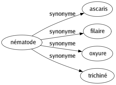 Synonyme de Nématode : Ascaris Filaire Oxyure Trichiné 