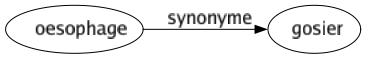 Synonyme de Oesophage : Gosier 