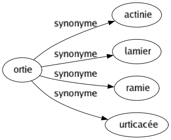 Synonyme de Ortie : Actinie Lamier Ramie Urticacée 