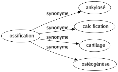 Synonyme de Ossification : Ankylosé Calcification Cartilage Ostéogénèse 