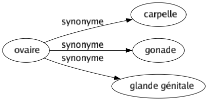 Synonyme de Ovaire : Carpelle Gonade Glande génitale 