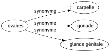 Synonyme de Ovaires : Carpelle Gonade Glande génitale 