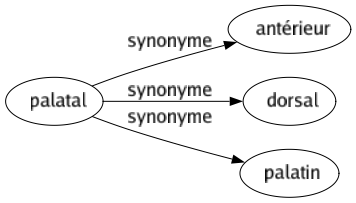 Synonyme de Palatal : Antérieur Dorsal Palatin 