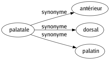 Synonyme de Palatale : Antérieur Dorsal Palatin 