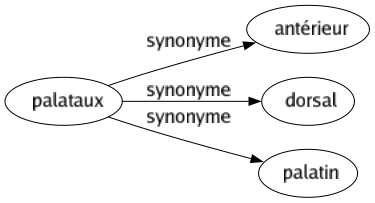 Synonyme de Palataux : Antérieur Dorsal Palatin 