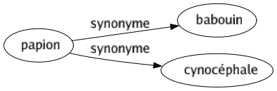 Synonyme de Papion : Babouin Cynocéphale 