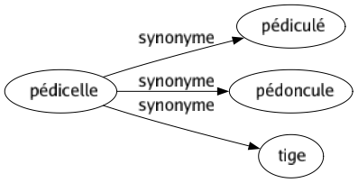 Synonyme de Pédicelle : Pédiculé Pédoncule Tige 