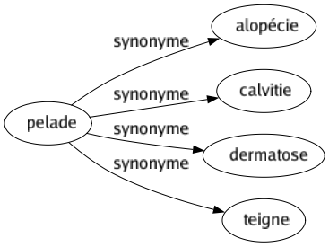 Synonyme de Pelade : Alopécie Calvitie Dermatose Teigne 