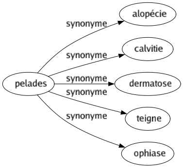 Synonyme de Pelades : Alopécie Calvitie Dermatose Teigne Ophiase 