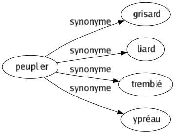 Synonyme de Peuplier : Grisard Liard Tremblé Ypréau 
