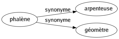 Synonyme de Phalène : Arpenteuse Géomètre 