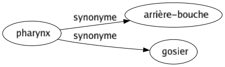 Synonyme de Pharynx : Arrière-bouche Gosier 