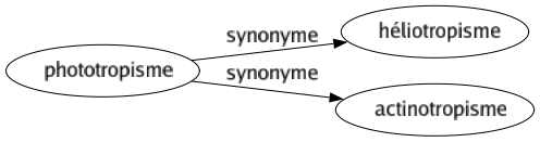 Synonyme de Phototropisme : Héliotropisme Actinotropisme 