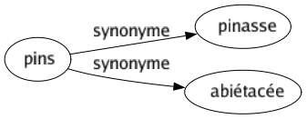 Synonyme de Pins : Pinasse Abiétacée 