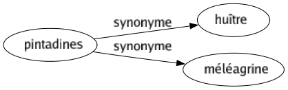 Synonyme de Pintadines : Huître Méléagrine 