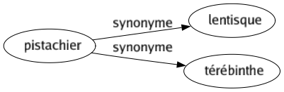 Synonyme de Pistachier : Lentisque Térébinthe 