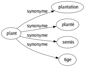 Synonyme de Plant : Plantation Planté Semis Tige 