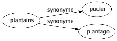 Synonyme de Plantains : Pucier Plantago 