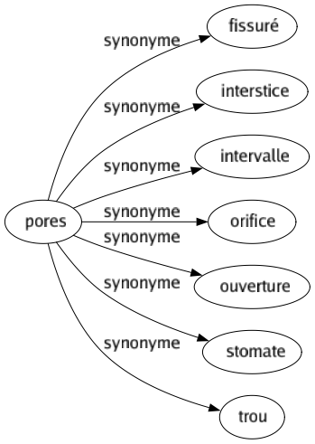 Synonyme de Pores : Fissuré Interstice Intervalle Orifice Ouverture Stomate Trou 