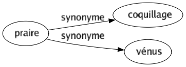 Synonyme de Praire : Coquillage Vénus 