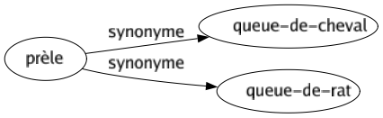 Synonyme de Prèle : Queue-de-cheval Queue-de-rat 