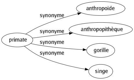 Synonyme de Primate : Anthropoïde Anthropopithèque Gorille Singe 