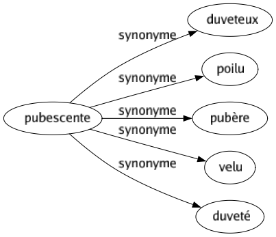 Synonyme de Pubescente : Duveteux Poilu Pubère Velu Duveté 