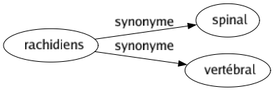 Synonyme de Rachidiens : Spinal Vertébral 