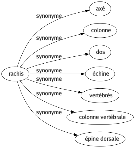 Synonyme de Rachis : Axé Colonne Dos Échine Vertébrés Colonne vertébrale Épine dorsale 