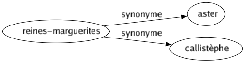 Synonyme de Reines-marguerites : Aster Callistèphe 