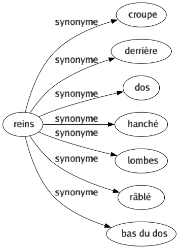 Synonyme de Reins : Croupe Derrière Dos Hanché Lombes Râblé Bas du dos 