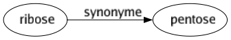 Synonyme de Ribose : Pentose 